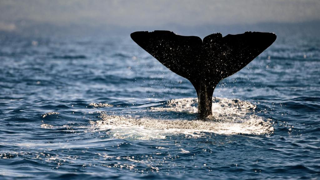 Imagen de archivo de una ballena.
