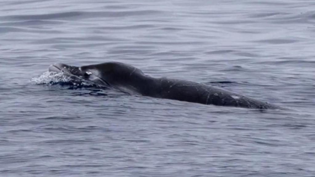 Uno de los cetáceos avistados.
