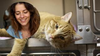 Existe la idea de que un gato mayor se adapta peor o que tendrá problemas de salud inmediatos, pero no es cierto, explica.