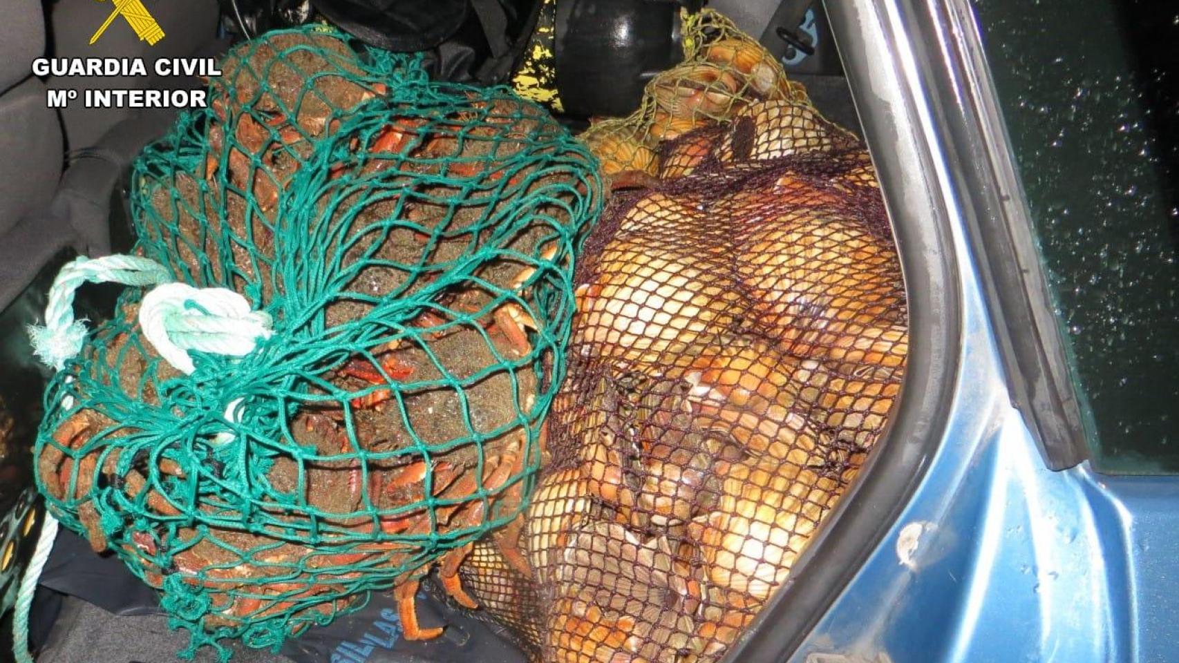 Vieiras y centollas incautadas en Mugardos