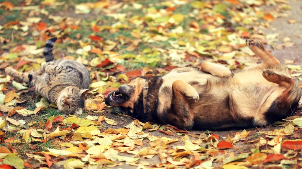 Un perro y un gato jugando en otoño.