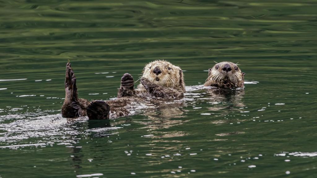 Imagen de archivo de dos nutrias.