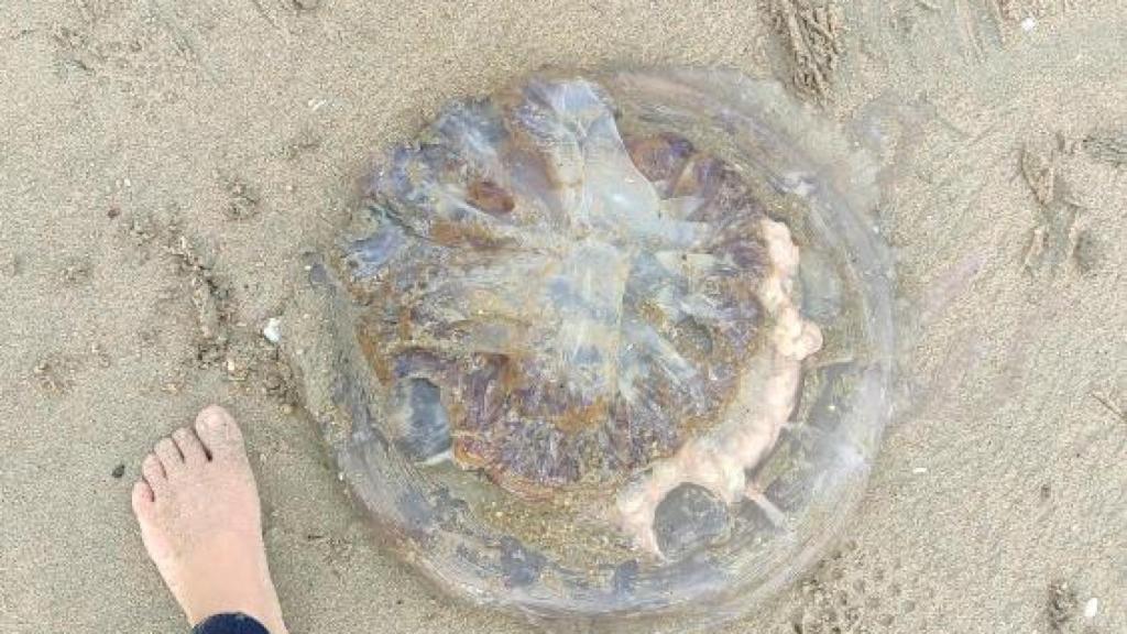 Medusa encontrada en la playa de Santa Cristina