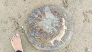 Medusa encontrada en la playa de Santa Cristina