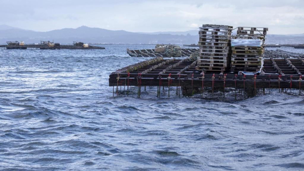 Bateas de mejillones en un polígono de balsas en la ría de Arousa (Galicia).