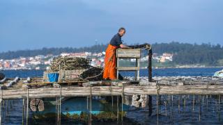 ¿Sin marisco gallego esta Navidad? Mejillones y almejas en crisis: Podríamos perder 45 millones de euros en 4 años