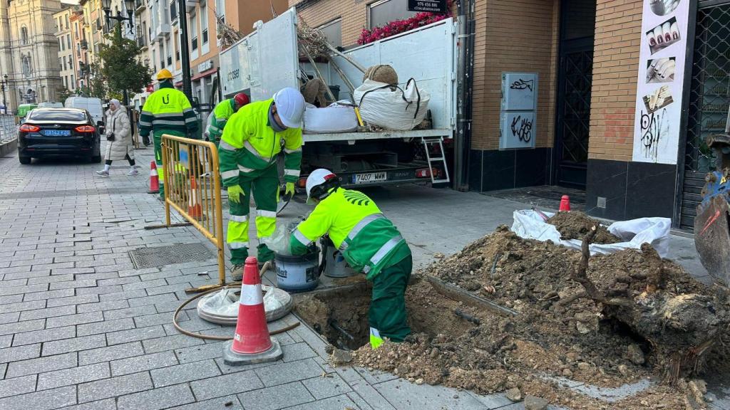 Los técnicos reponiendo los 35 árboles en la avenida César Augusto.
