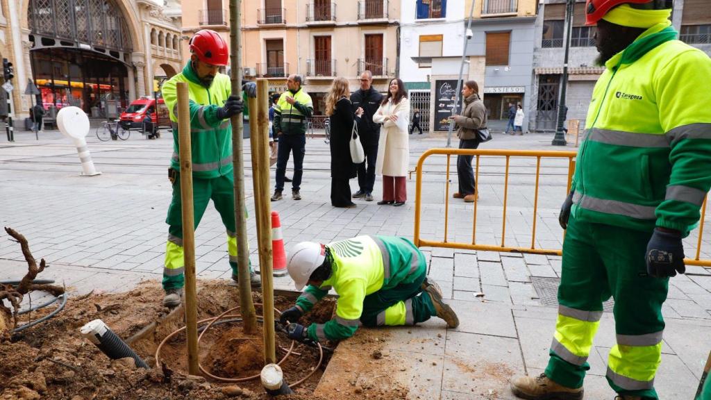 Técnicos del Ayuntamiento replantando un árbol en el Casco Histórico.