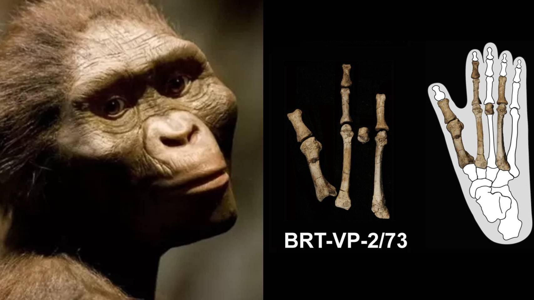 La reconstrucción del australopitecino Lucy (izquierda) y del pie del nuevo individuo (derecha).