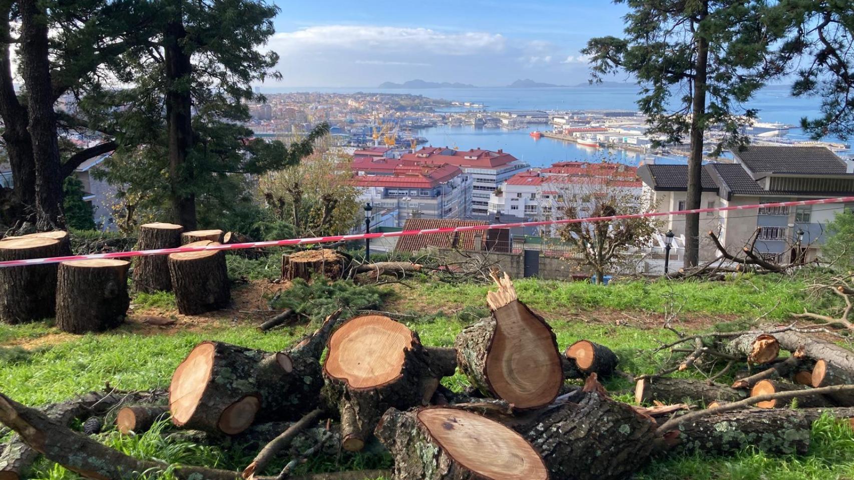 Árboles talados en el Monte do Castro