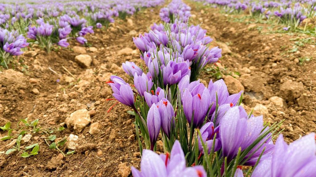 Campo de Azafrán.