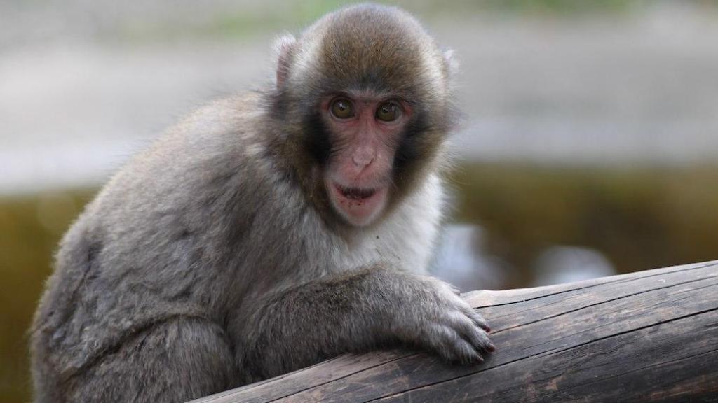 Macaco. Michael Ransburg / Flickr