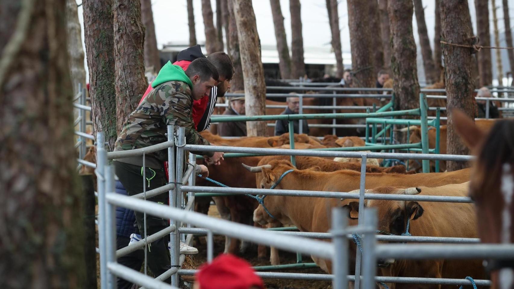 Varias vacas durante la Feira do Poldro e do Gando do Monte, a 28 de septiembre de 2025, en Muras, Lugo, Galicia (España).