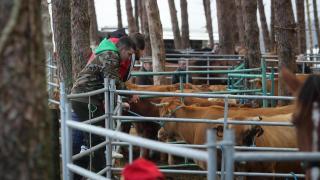 Varias vacas durante la Feira do Poldro e do Gando do Monte, a 28 de septiembre de 2025, en Muras, Lugo, Galicia (España).