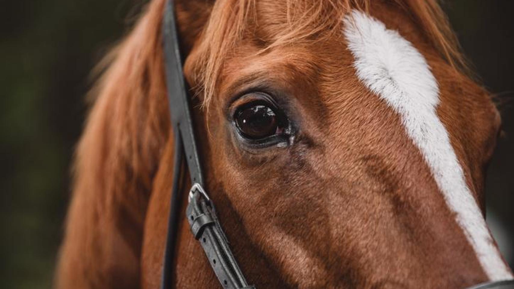El ojo de un caballo.