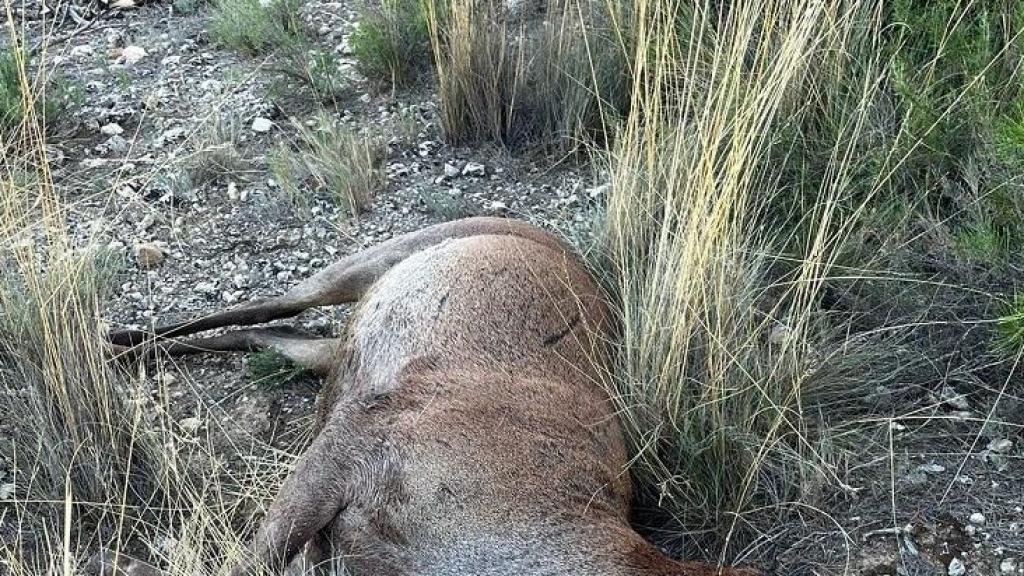 Investigan a un hombre de Alpera por la caza ilegal de un ciervo macho en un coto local: el animal estaba decapitado