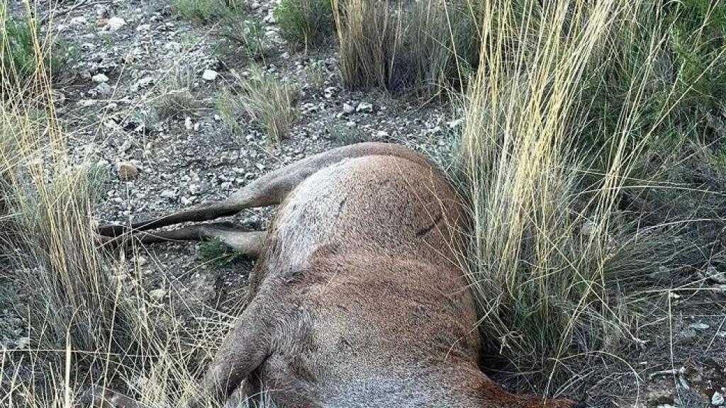 Investigan a un hombre de Alpera por la caza ilegal de un ciervo macho en un coto local: el animal estaba decapitado