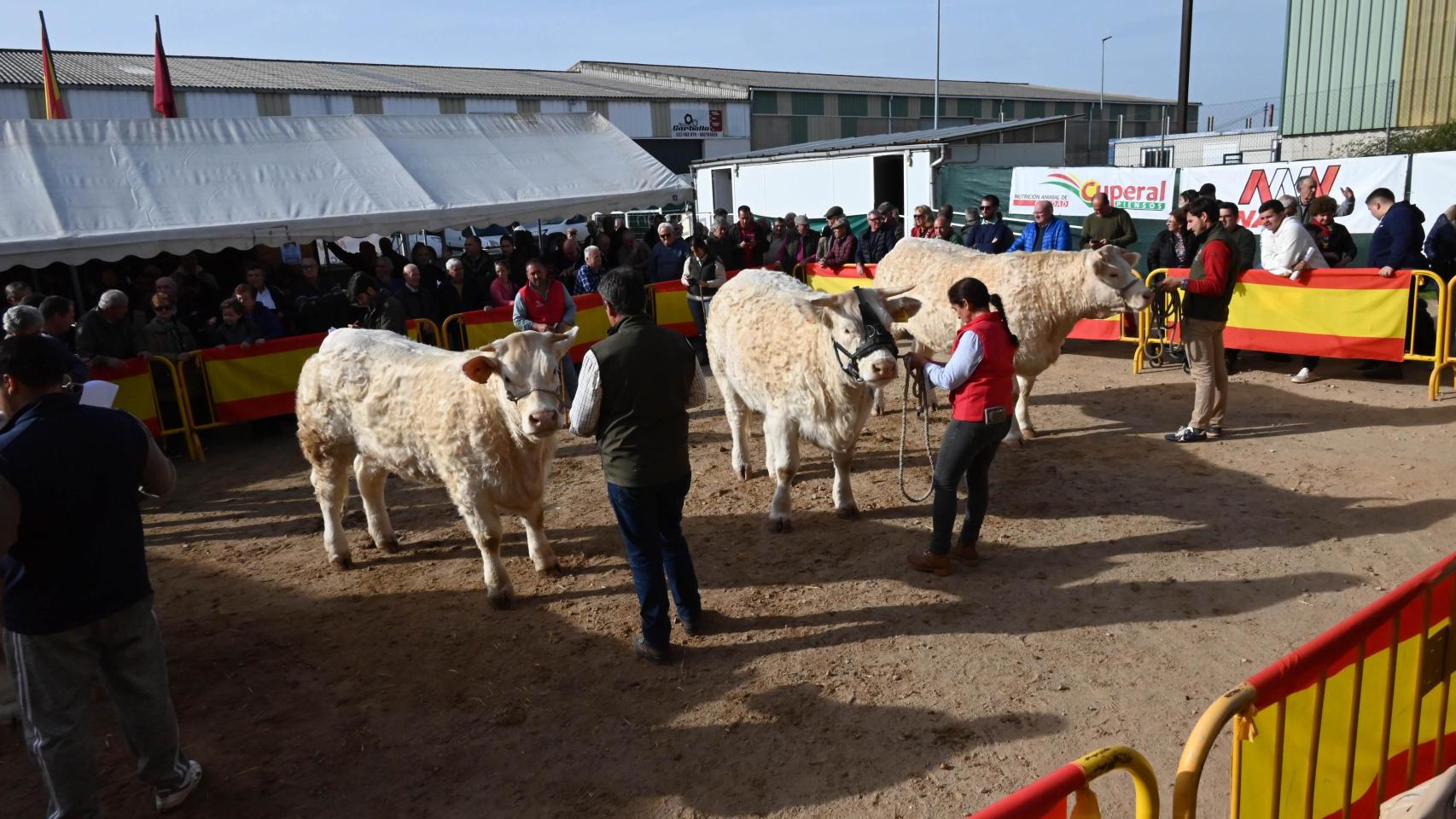 Feria San Andrés de Ciudad Rodrigo 2024