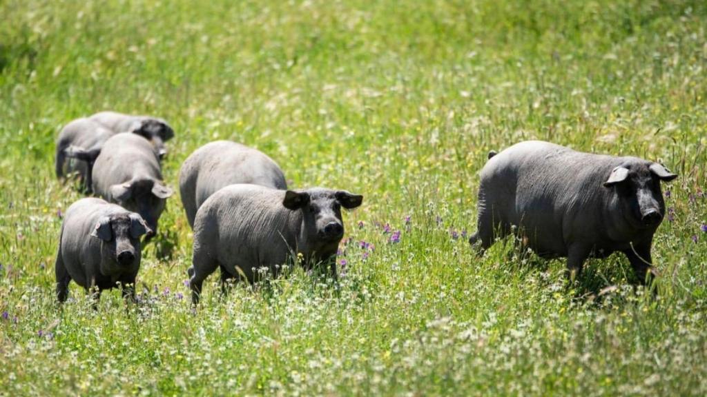 Imagen de los cerdos de Mi cochino de bellota.