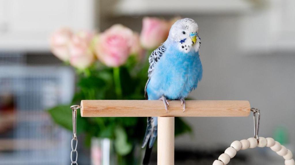 Un pájaro en una casa.