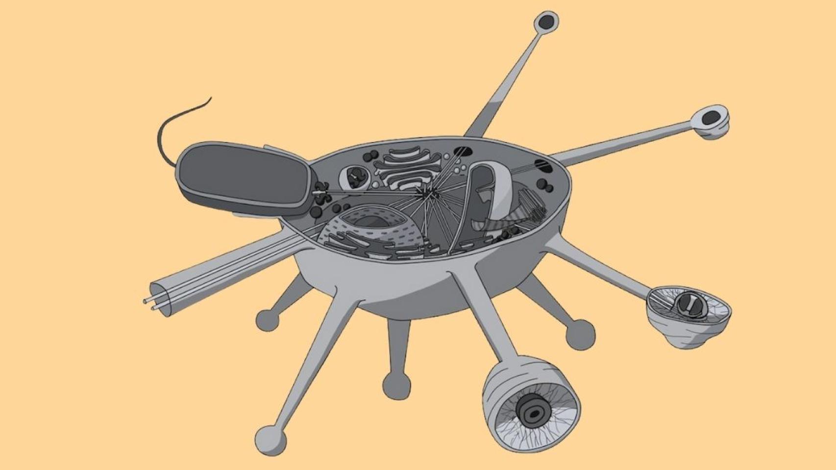 Recreación de una sección transversal de Solarion arienae, el microbio recién descubierto.