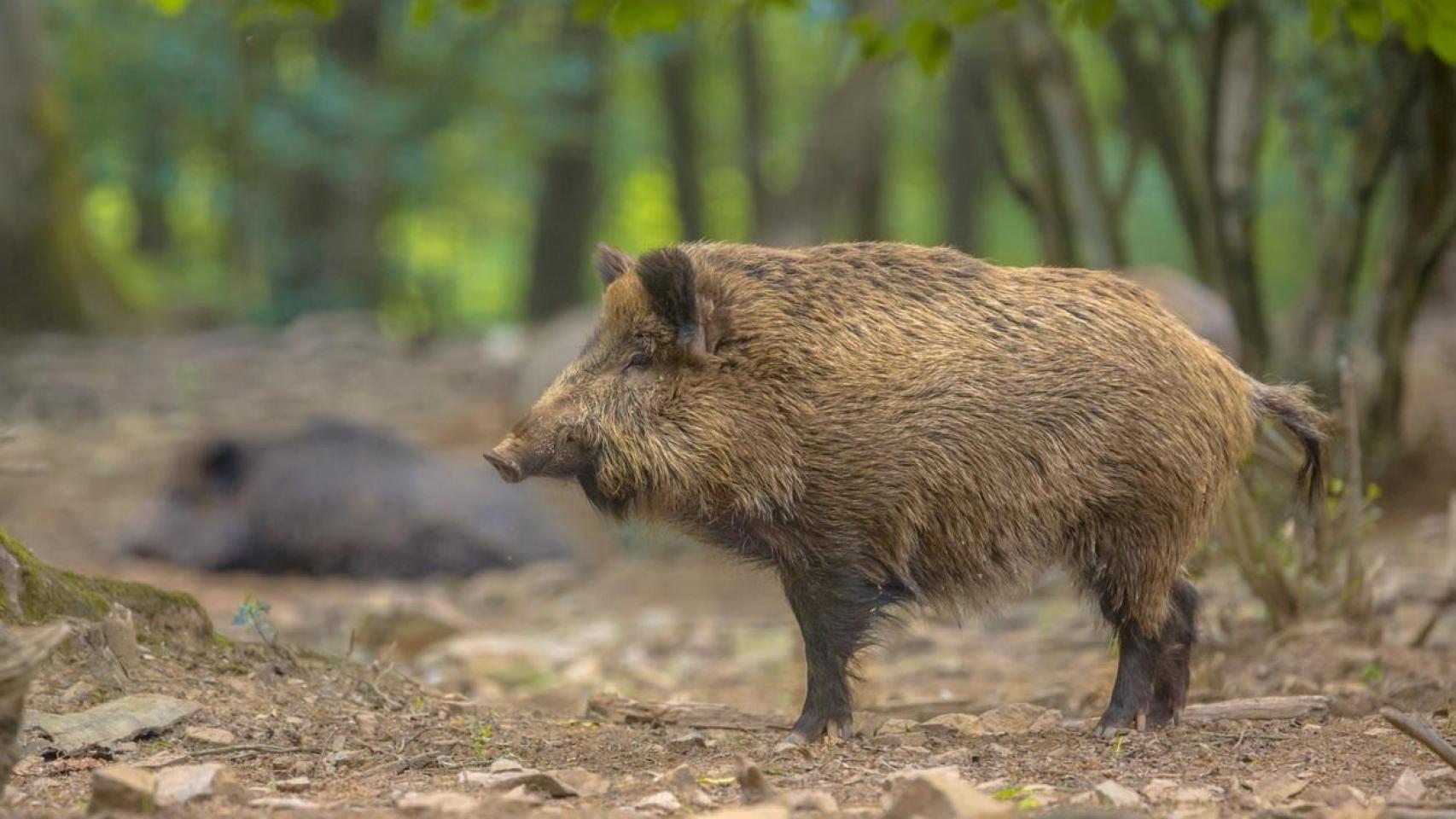Un jabalí en el campo.