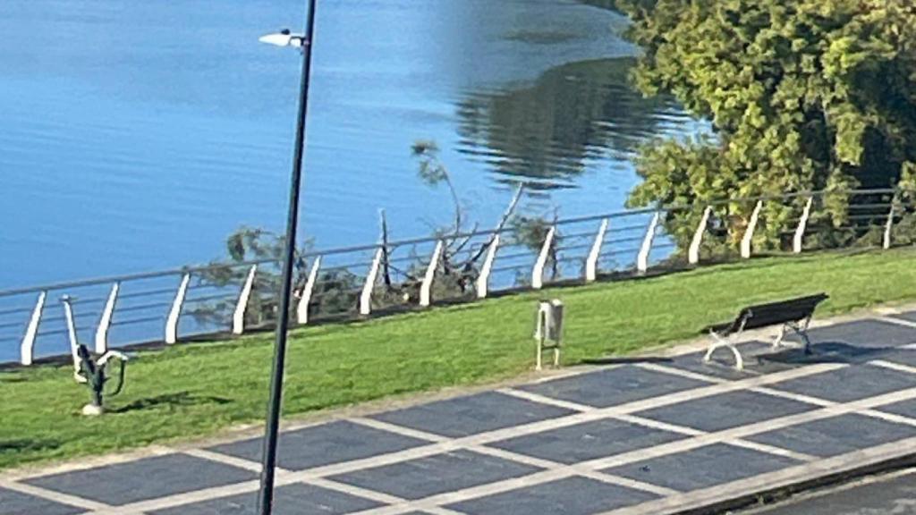 Estado del arbol tras la caída.