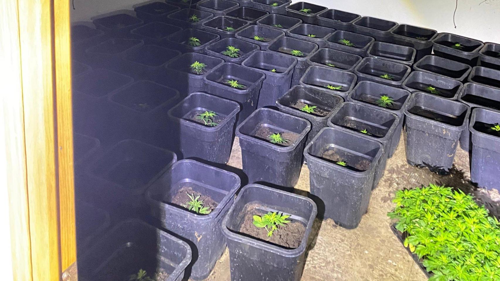 Cultivo de marihuana. Foto: Guardia Civil.