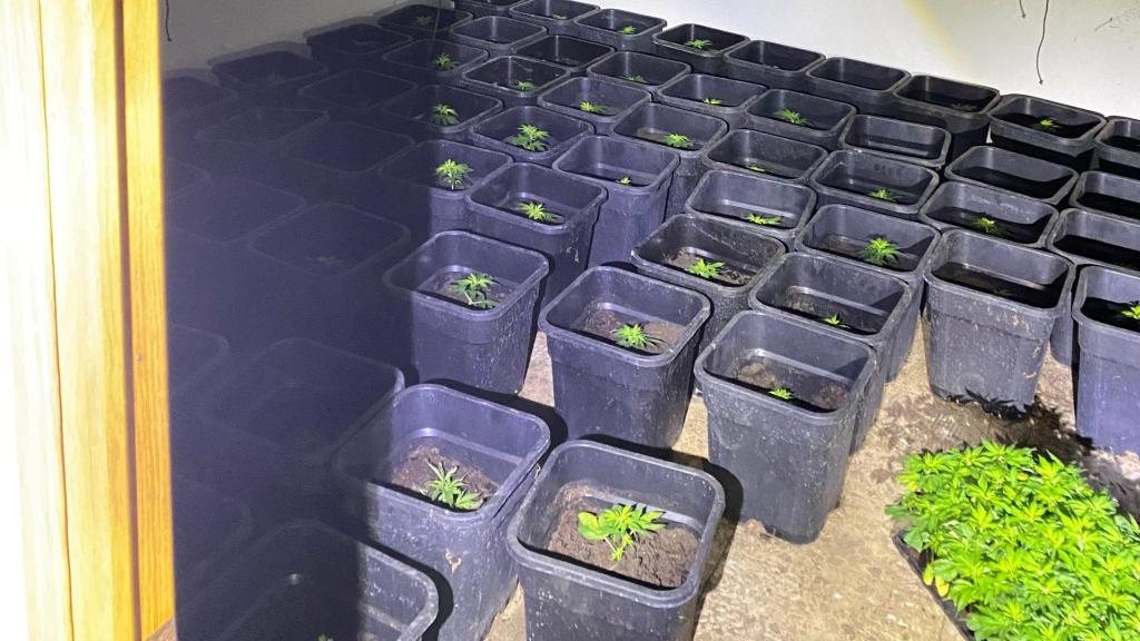 Cultivo de marihuana. Foto: Guardia Civil.