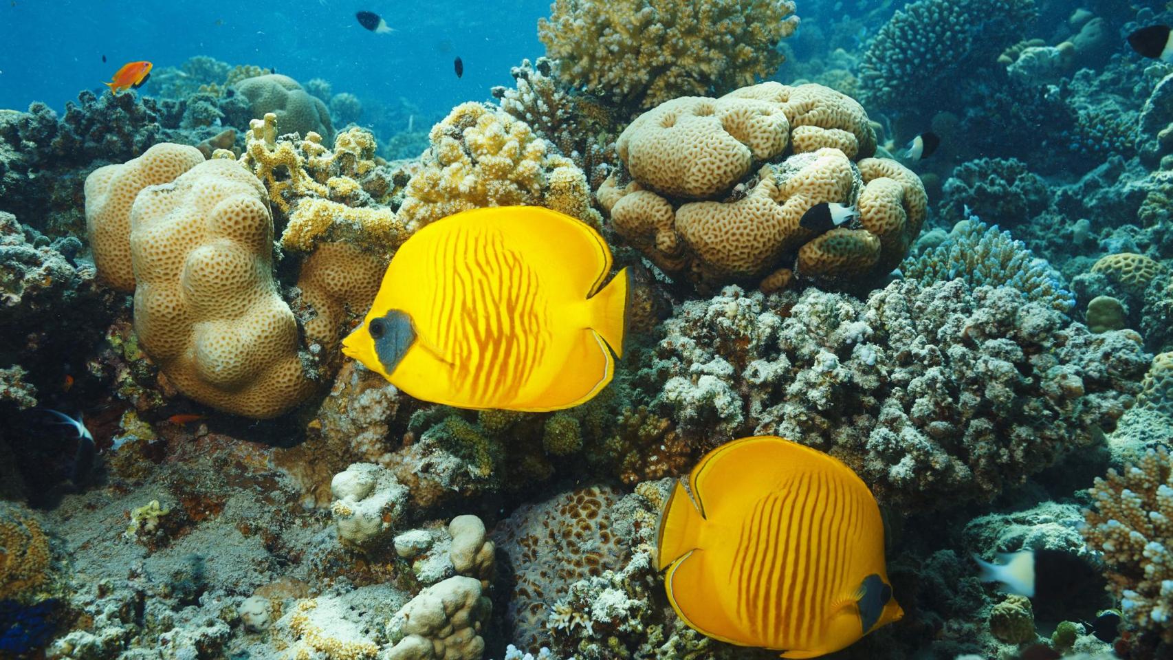 Imagen de archivo de corales pétreos o duros.