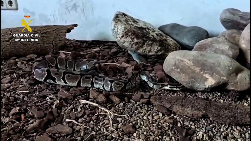 Uno de los reptiles decomisados por el SEPRONA.