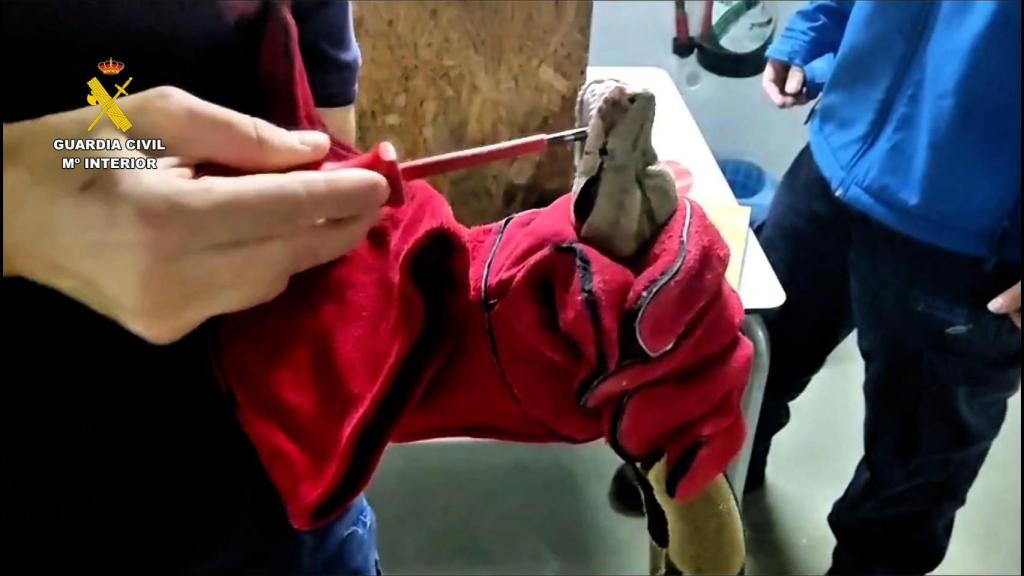 Uno de los reptiles decomisados por el SEPRONA.