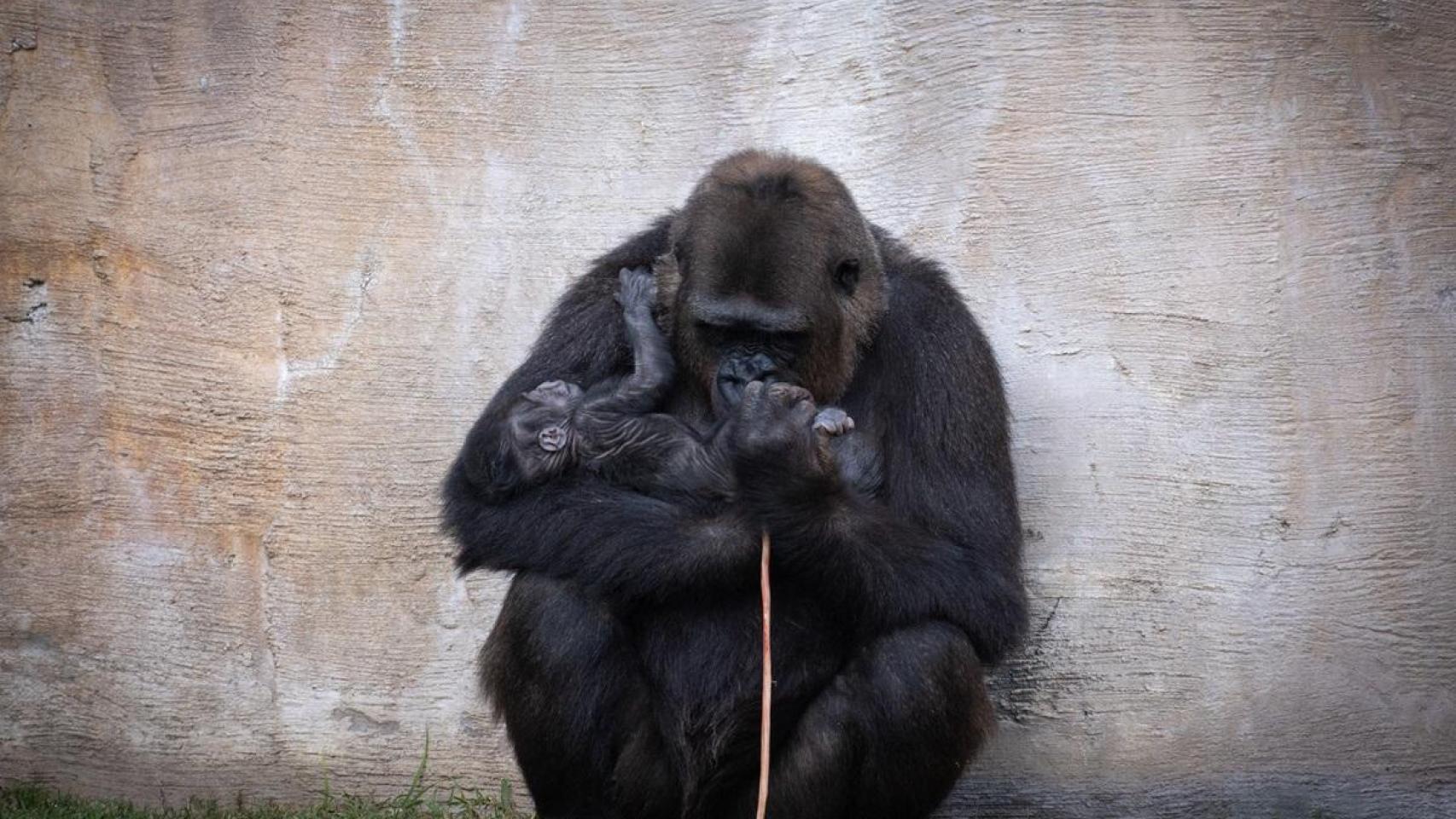 Wefa y su cría de gorila de llanura occidental.