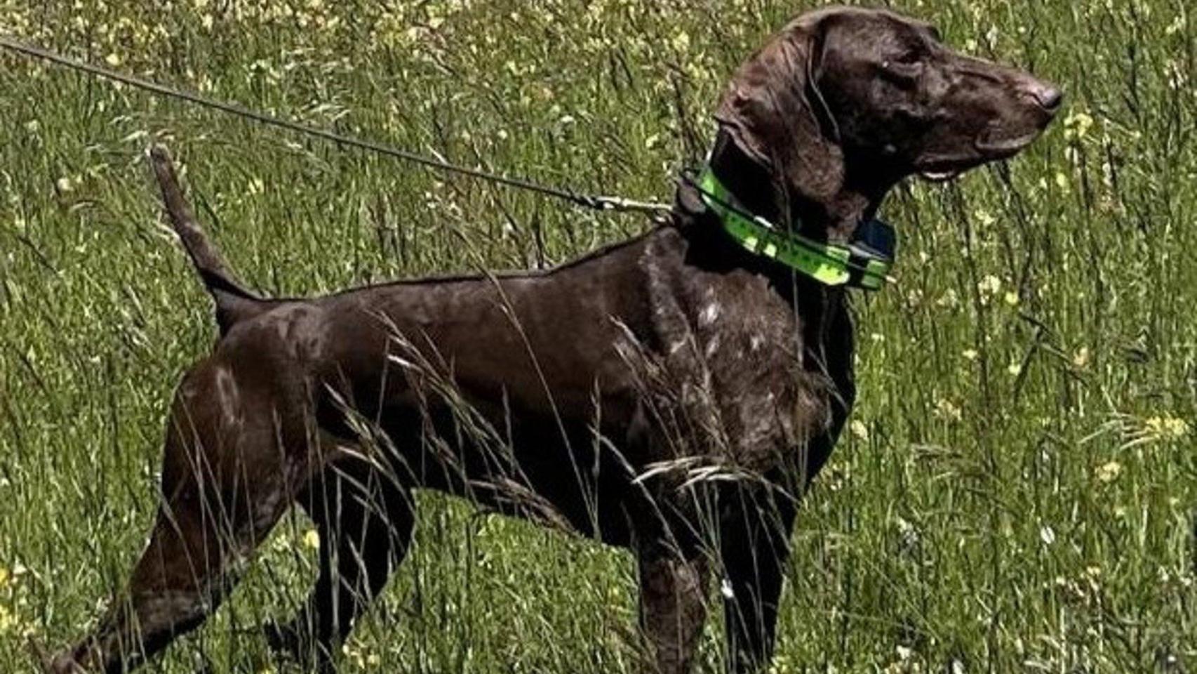 Imagen de Atos del Poggetto, braco secuestrado en Fuensalida.
