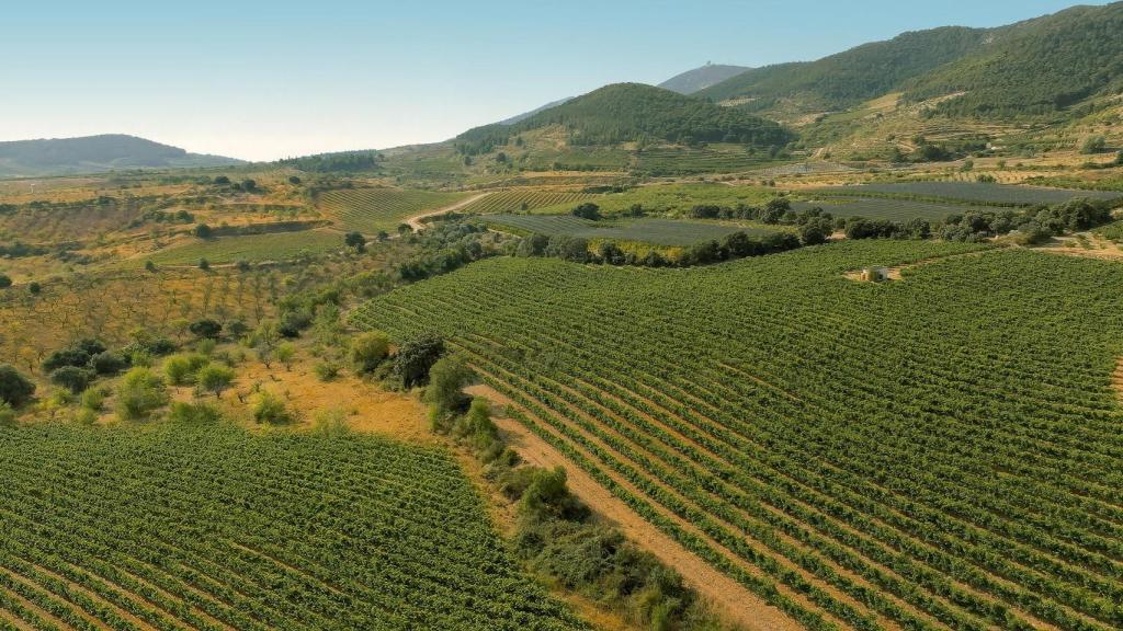 Viñedos de Bodegas Langa.