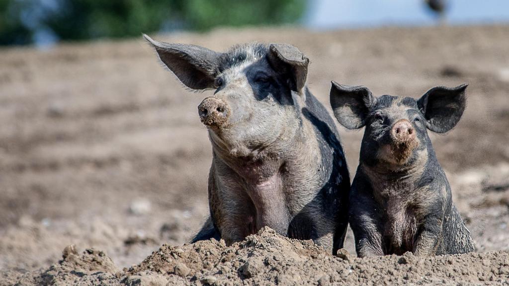 Dos cerdos al aire libre en una granja.