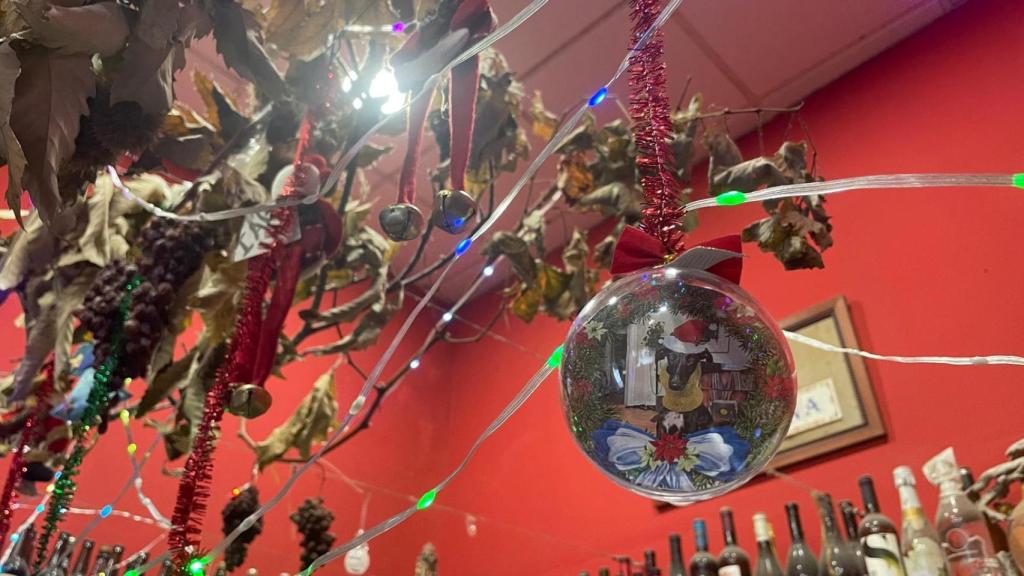 Lola, la galga de Rosa