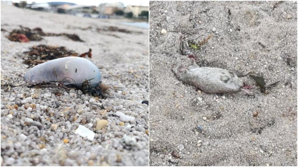 Aparecen restos de carabela portuguesa en la playa de Riazor de A Coruña junto a una rata muerta