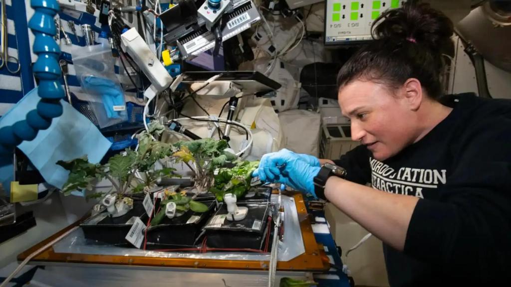 La astronauta Serena Auñón-Chancellor cosechando col rizada y lechuga en la ISS