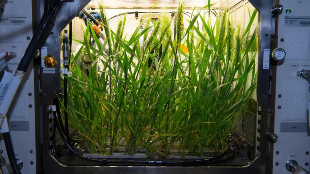 Trigo enano en el hábitat vegetal avanzado de la ISS