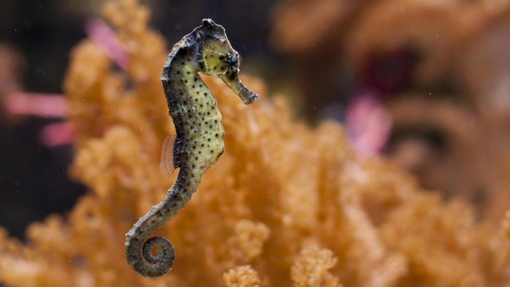 Imagen de archivo de un caballito de mar.