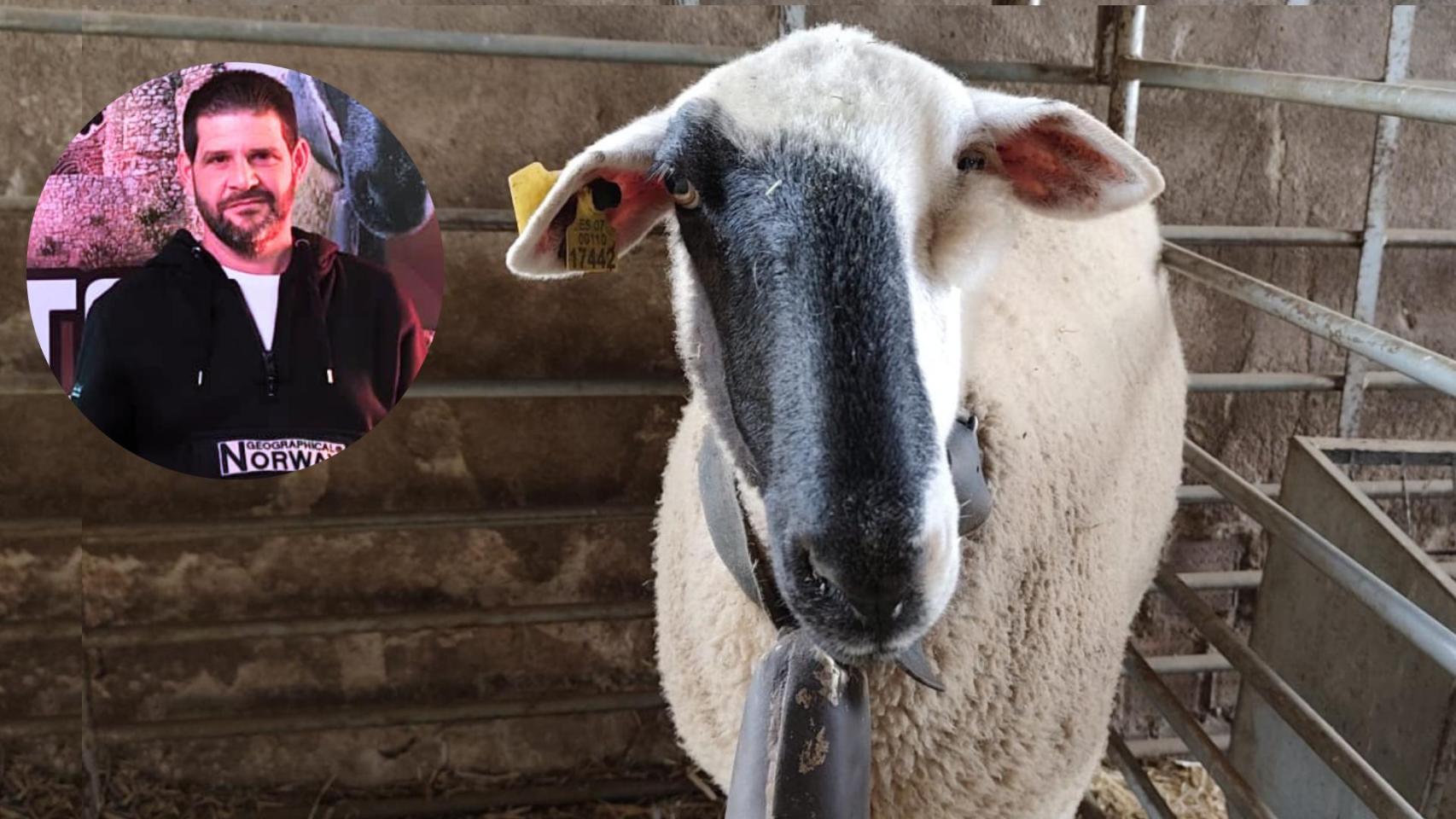 Luis Alcaide, cría 900 ovejas manchegas en Aldea del Rey (Ciudad Real).