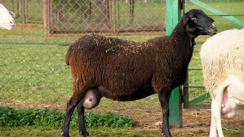 Oveja negra manchega.
