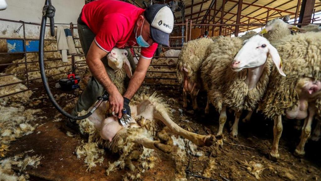 Un hombre esquilando una oveja.