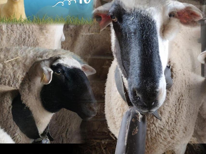 Montaje con varias fotos de la oveja 'Careta'.