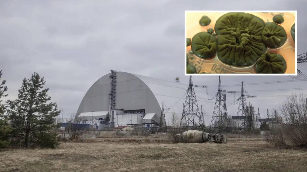 Sarcófago de la central de Chernóbil / Cladosporium sphaerospermum (Rui Tomé/Atlas of Mycology)