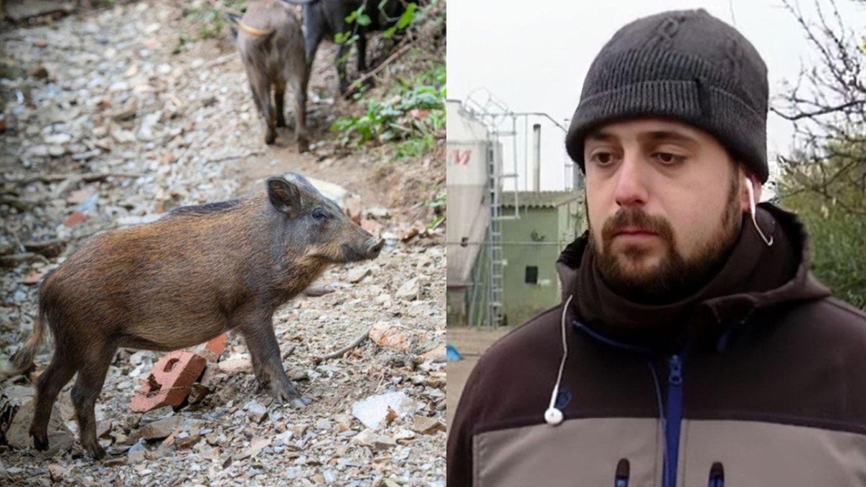 Montaje con Jordi, ganadero, (Espejo Público) y un jabalí (Imagen de archivo)