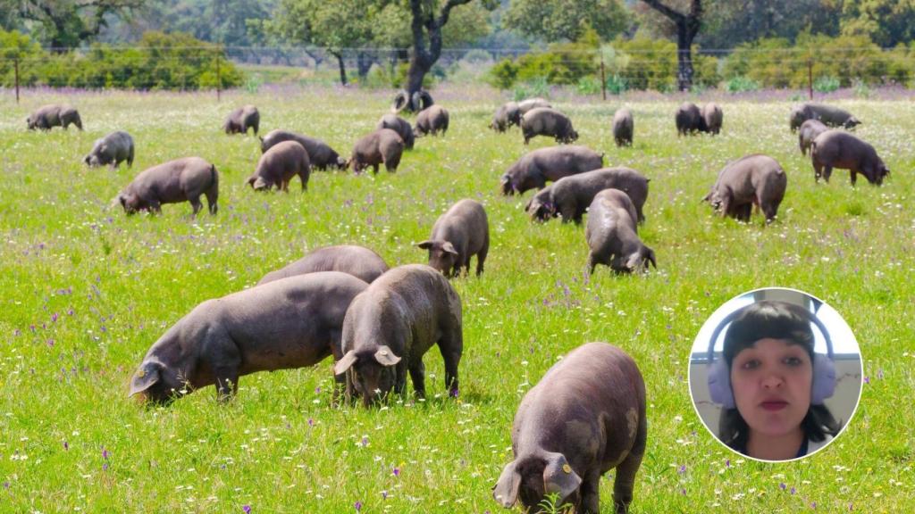 Montaje con una imagen de archivo de unos cerdos y una imagen de Sandra Barroso.