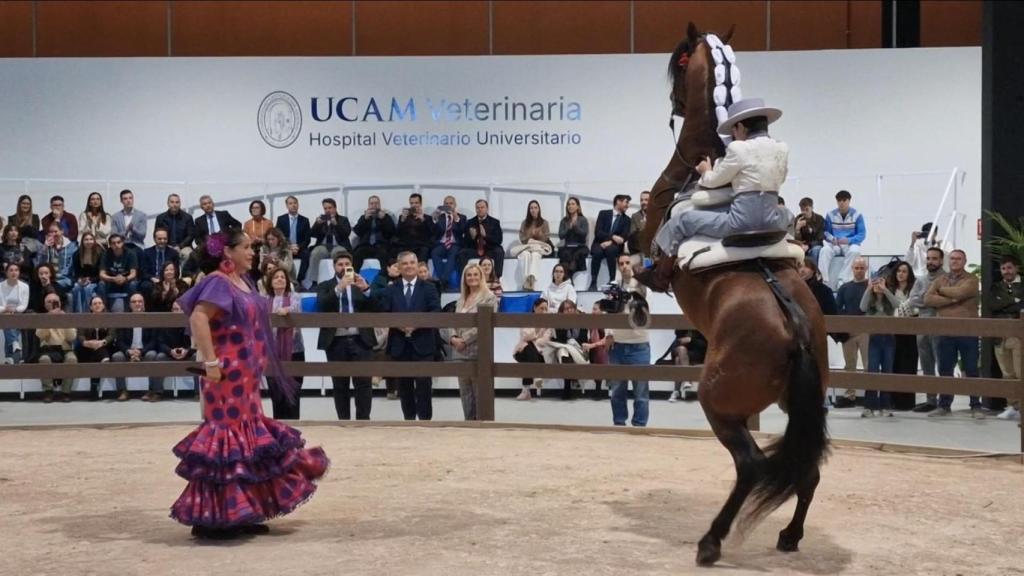 Una exhibición equina, este martes, durante el estreno del Hospital Veterinario de la UCAM, ubicado en el Centro Comercial La Noria.