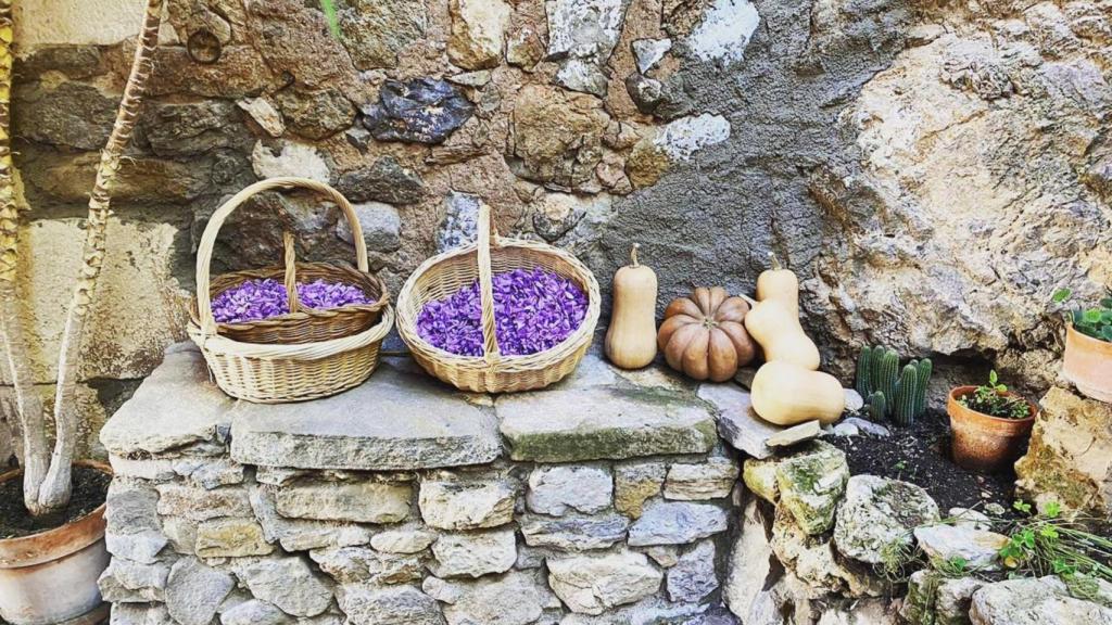 Cestas de su azafrán recolectado